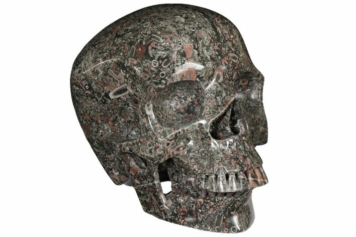 Polished Skull of Crinoidal Limestone #127579